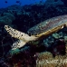 turtle_green_er_h_0705_png1079.jpg